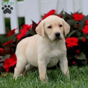 Abby, Yellow Labrador Retriever Puppy