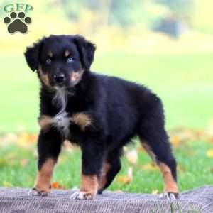 Abby, Australian Shepherd Puppy