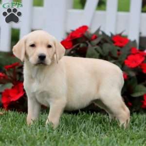 Abby, Yellow Labrador Retriever Puppy