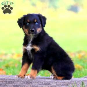 Abby, Australian Shepherd Puppy