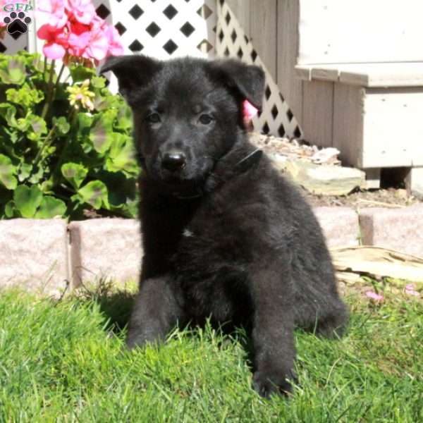 Abel, German Shepherd Puppy