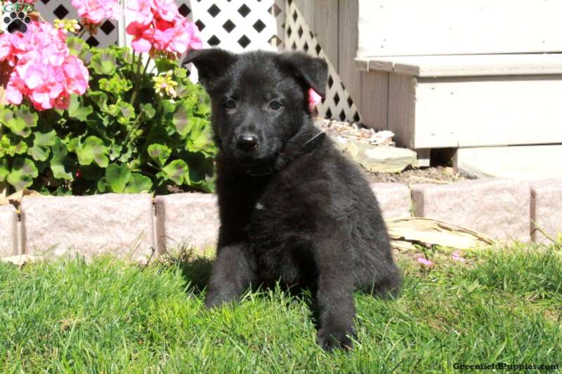 Abel (German Shepherd, Male) in Paradise, PA