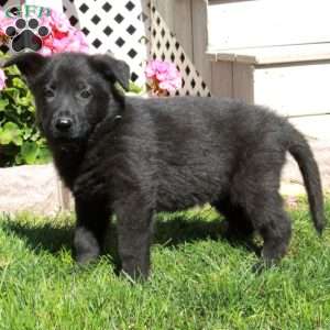 Abel, German Shepherd Puppy