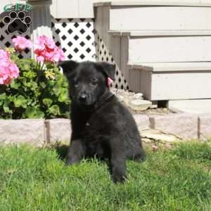 Abel, German Shepherd Puppy