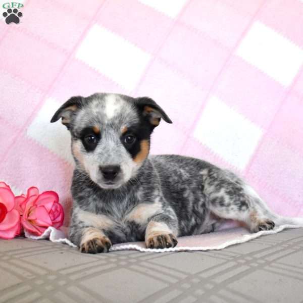 Abigail, Blue Heeler – Australian Cattle Dog Puppy