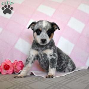 Abigail, Blue Heeler – Australian Cattle Dog Puppy