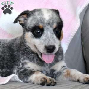 Abigail, Blue Heeler – Australian Cattle Dog Puppy
