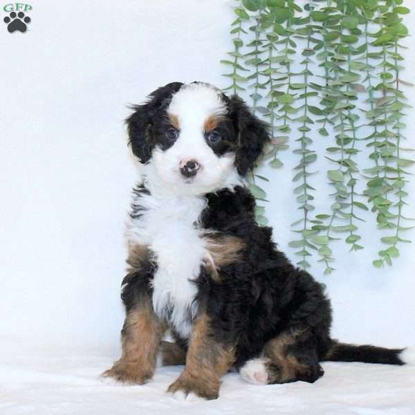 Ace, Mini Bernedoodle Puppy