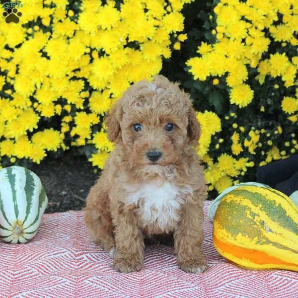 Ace, Miniature Poodle Puppy