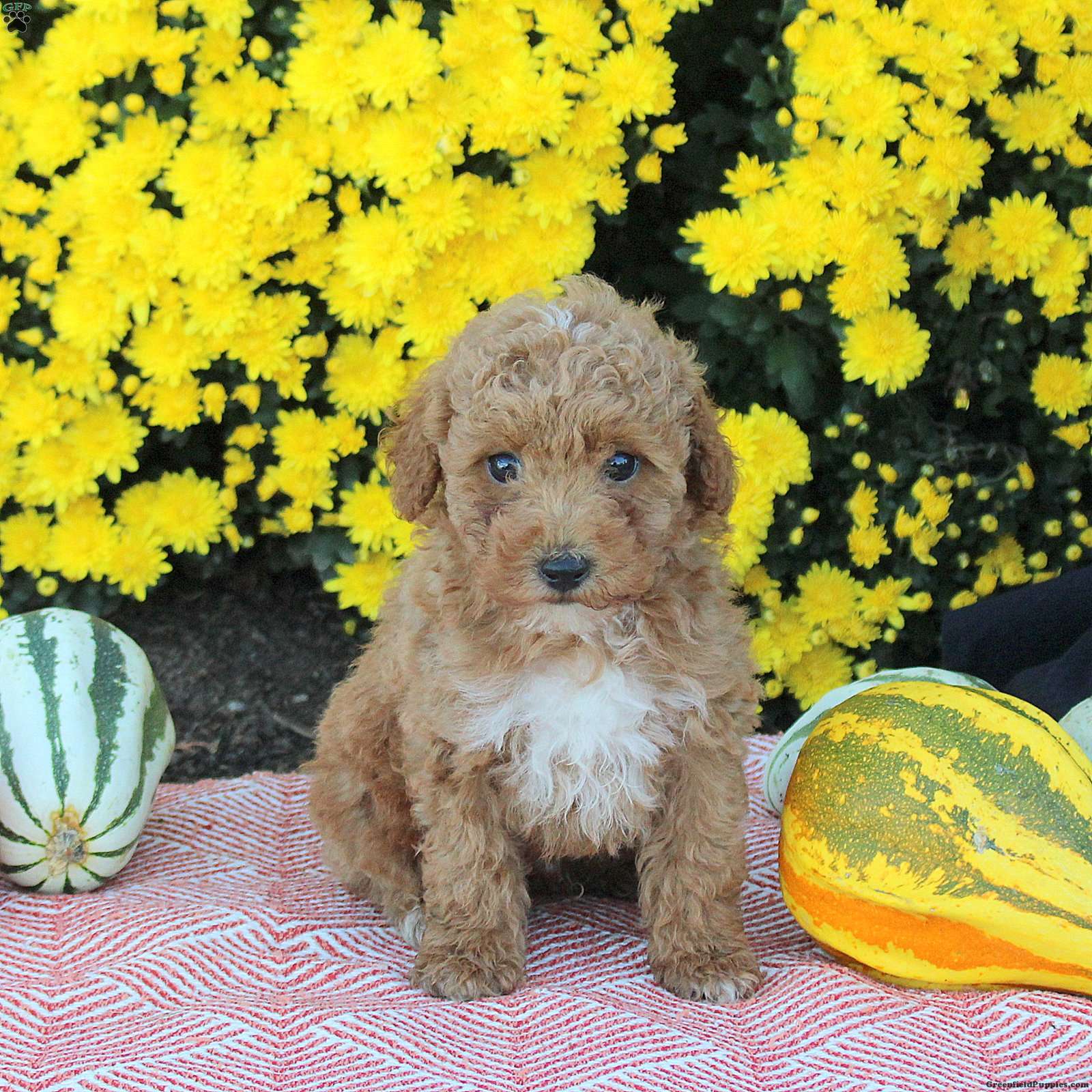 Ace (Miniature Poodle, Male) in Strasburg, PA