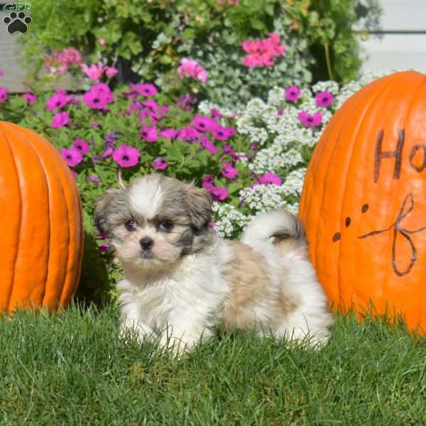 Ace, Shih Tzu Puppy