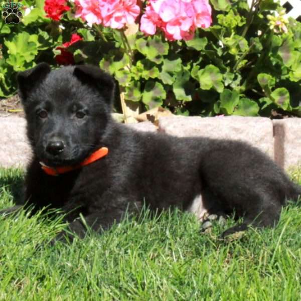 Ace, German Shepherd Puppy