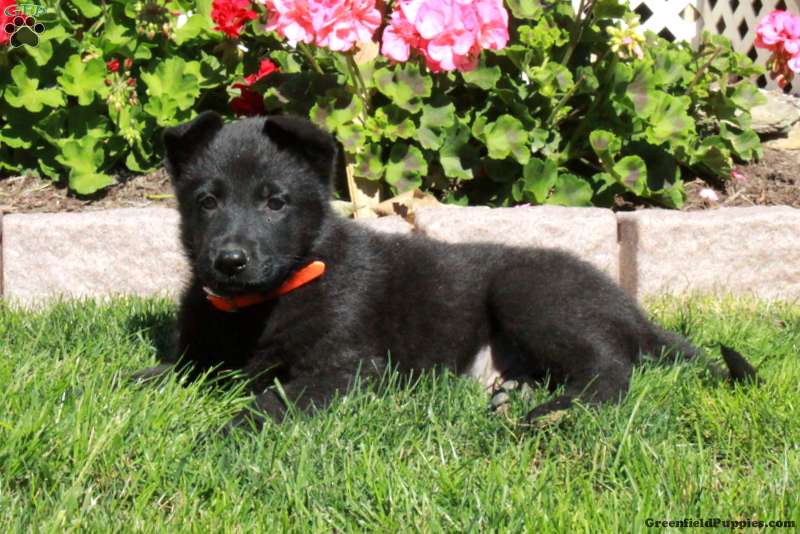 Ace (German Shepherd, Male) in Paradise, PA