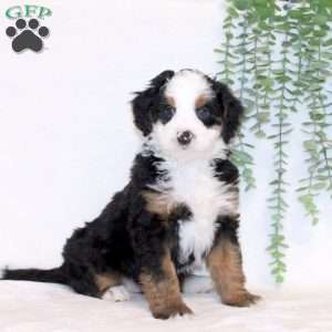 Ace, Mini Bernedoodle Puppy