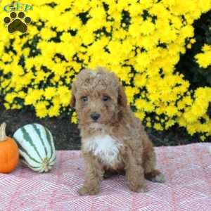 Ace, Miniature Poodle Puppy