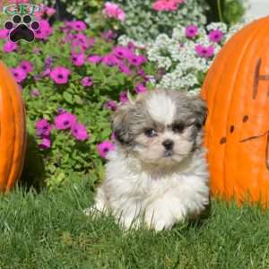 Ace, Shih Tzu Puppy
