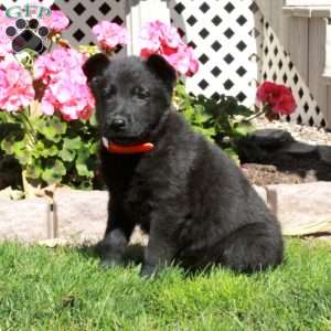 Ace, German Shepherd Puppy