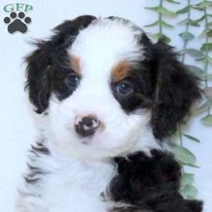 Ace, Mini Bernedoodle Puppy