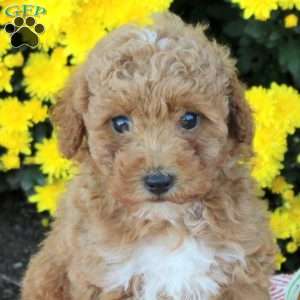Ace, Miniature Poodle Puppy