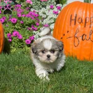 Ace, Shih Tzu Puppy