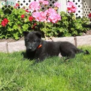 Ace, German Shepherd Puppy