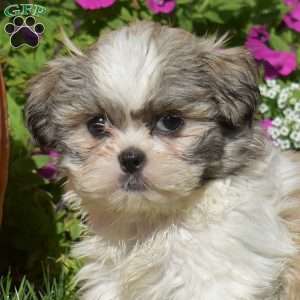Ace, Shih Tzu Puppy