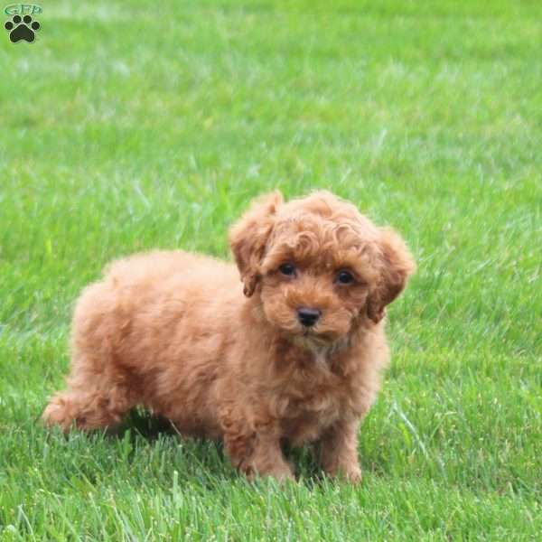 Acer, Miniature Poodle Puppy