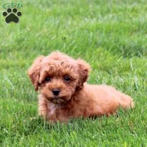 Acer, Miniature Poodle Puppy