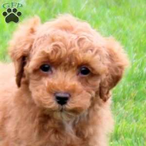 Acer, Miniature Poodle Puppy
