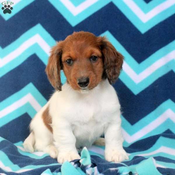 Adam, Dachshund Puppy