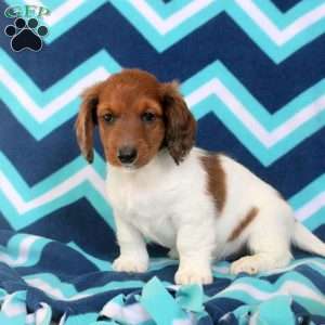 Adam, Dachshund Puppy
