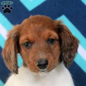 Adam, Dachshund Puppy