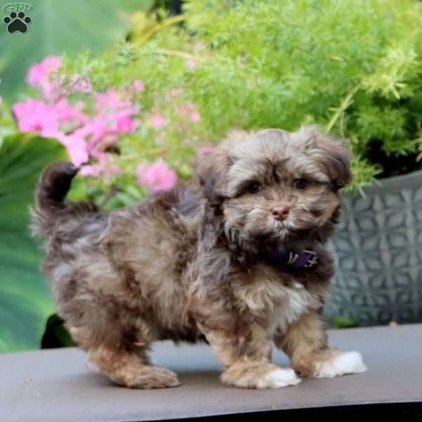 Addie, Havanese Puppy
