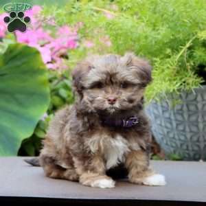 Addie, Havanese Puppy