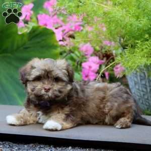 Addie, Havanese Puppy