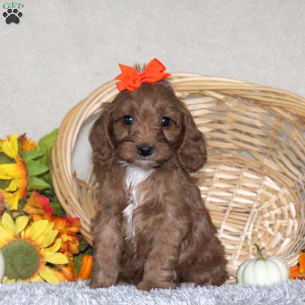 Adelle, Cavapoo Puppy