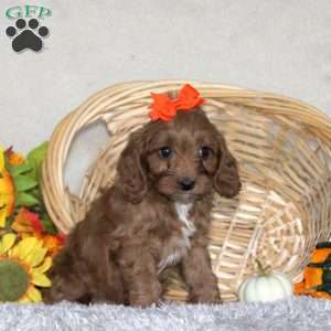 Adelle, Cavapoo Puppy