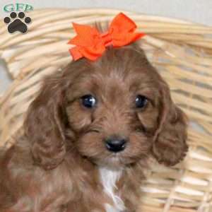 Adelle, Cavapoo Puppy