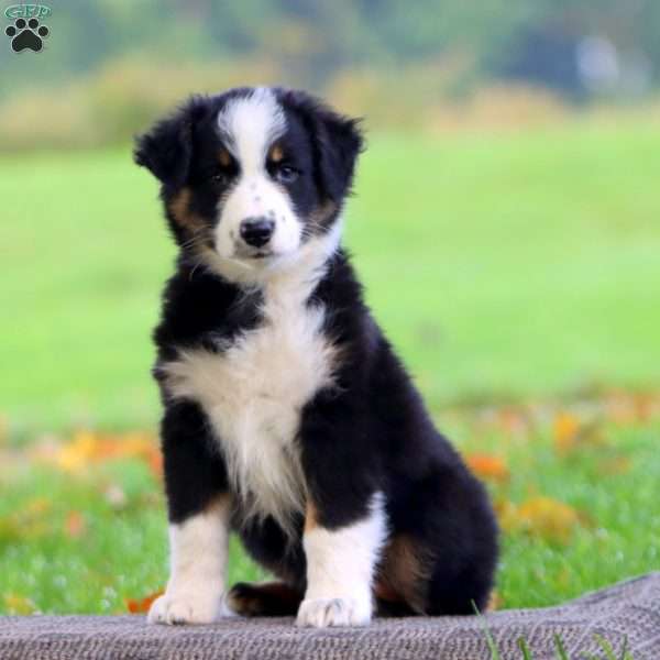 Adelle, Australian Shepherd Puppy