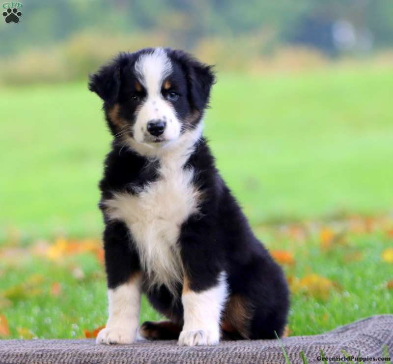 Adelle (Australian Shepherd, Female) in Morgantown, PA