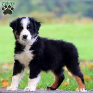 Adelle, Australian Shepherd Puppy