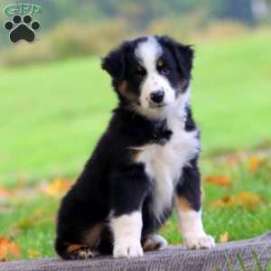 Adelle, Australian Shepherd Puppy