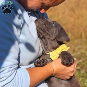 Adonis, Cane Corso Puppy