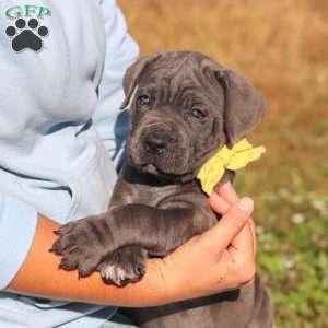 Adonis, Cane Corso Puppy
