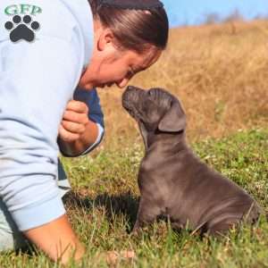 Adonis, Cane Corso Puppy