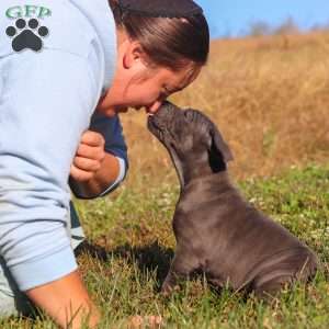 Adonis, Cane Corso Puppy