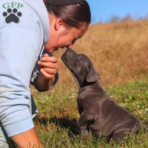 Adonis, Cane Corso Puppy