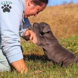 Adonis, Cane Corso Puppy