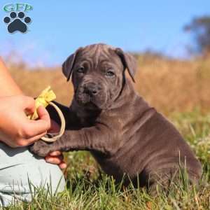 Adonis, Cane Corso Puppy