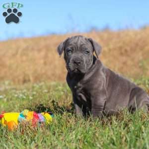 Adonis, Cane Corso Puppy